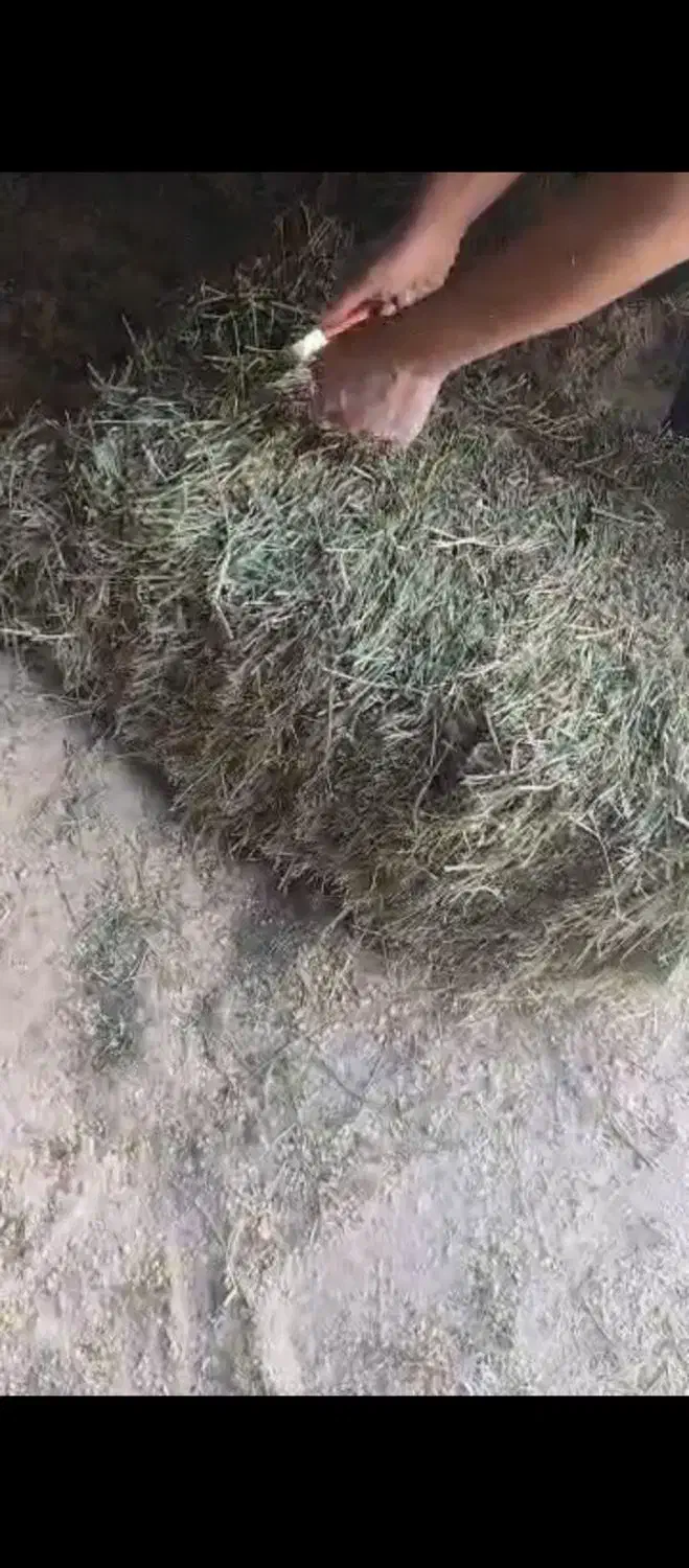 یونجه درجه یک انباری|لوازم جانبی حیوانات|فیروزآباد (فارس), |دیوار