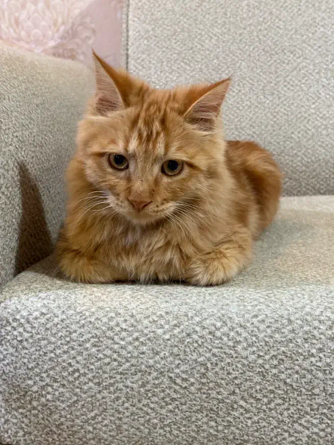 گربه نر ۷ماهه زیبا|گربه|رباط‌کریم, رباط‌کریم|دیوار