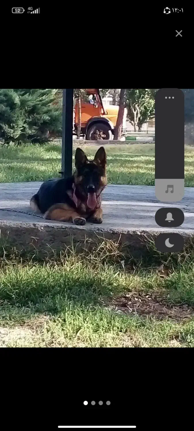 سگ ژرمن|سگ|ماهدشت, |دیوار