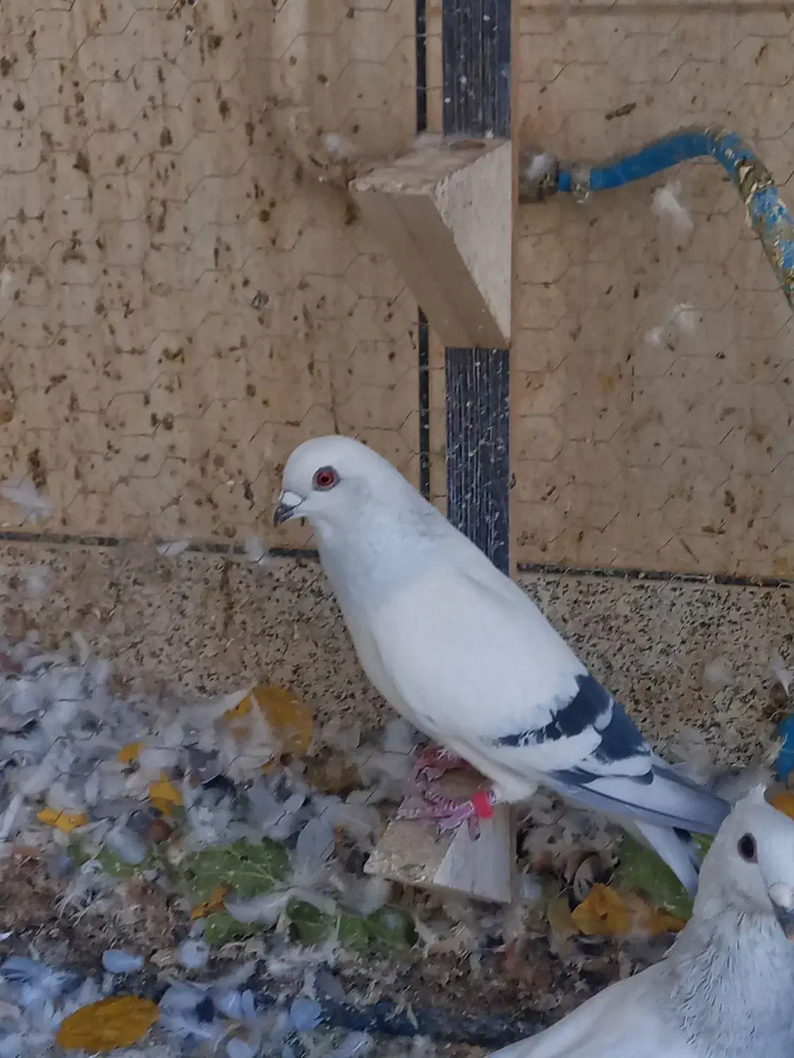 کبوتر شامی|پرنده|خمینیشهر, |دیوار