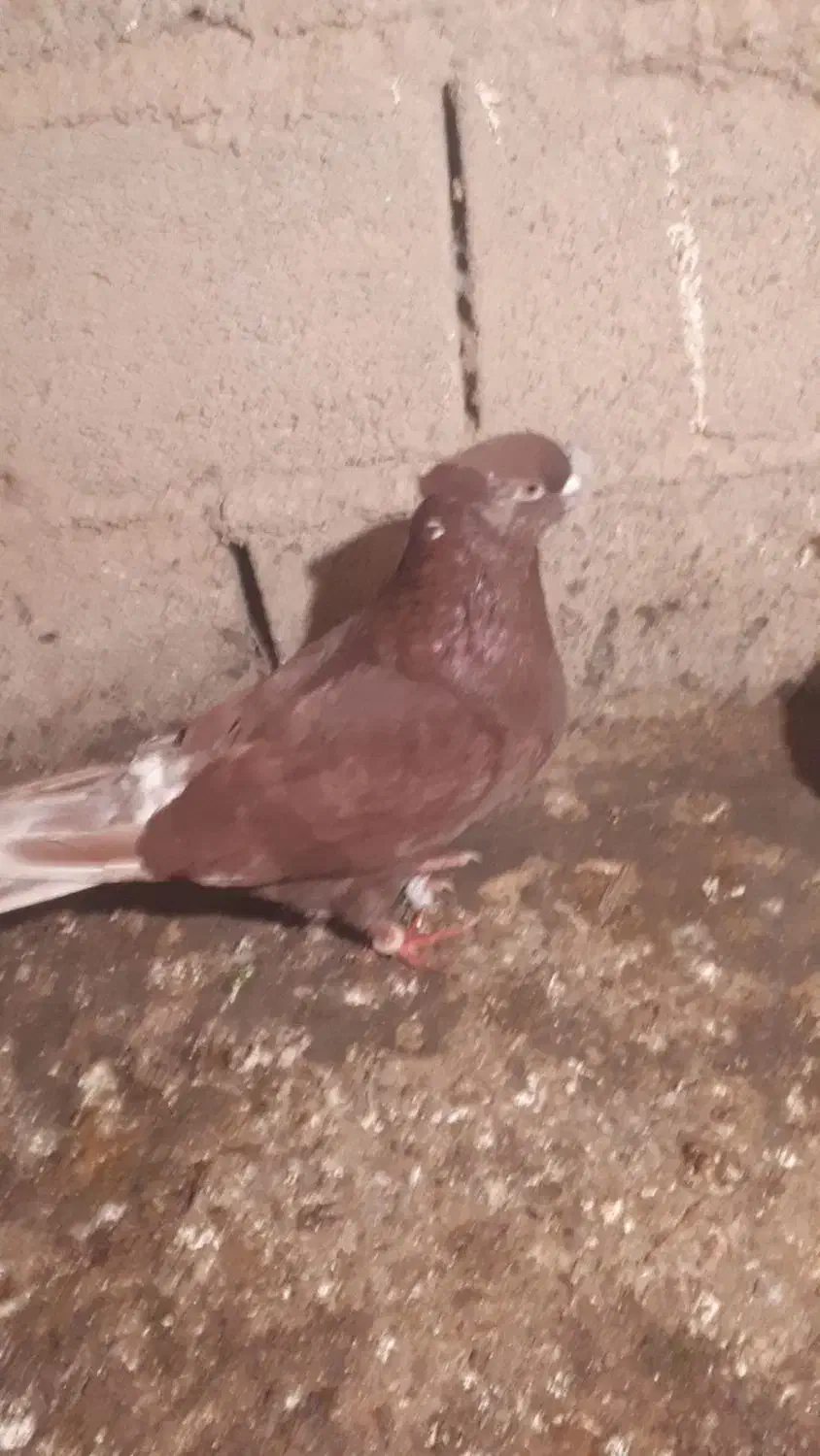 کفتر سرخ|پرنده|دلند, |دیوار