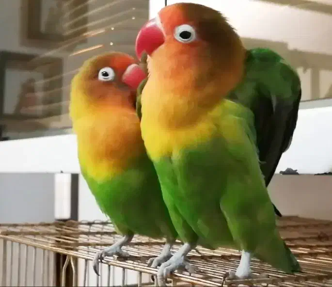 طوطی کوتوله یک جفت|پرنده|زهک, |دیوار