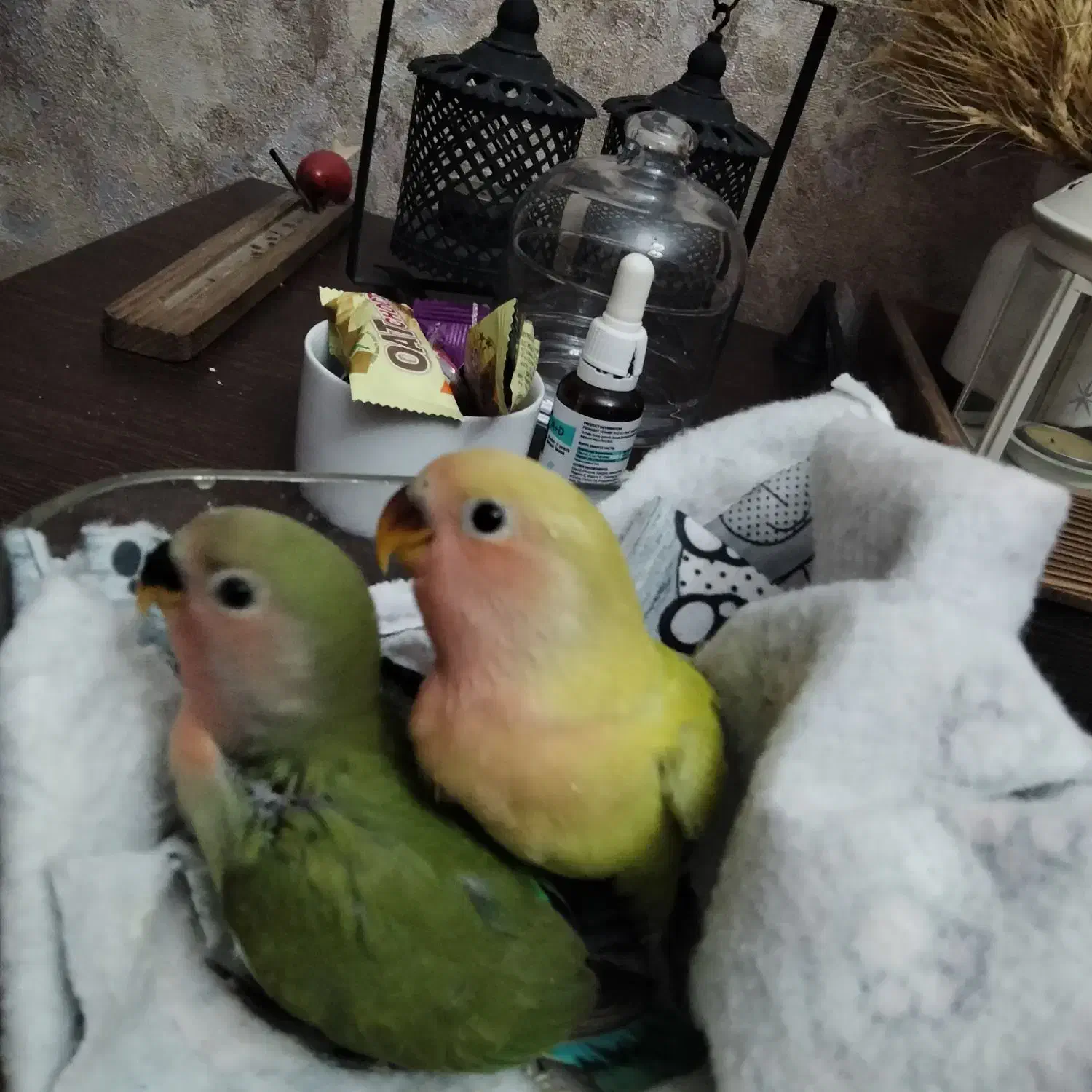 طوطی برزیلی|پرنده|تهران, شهرک پرواز|دیوار