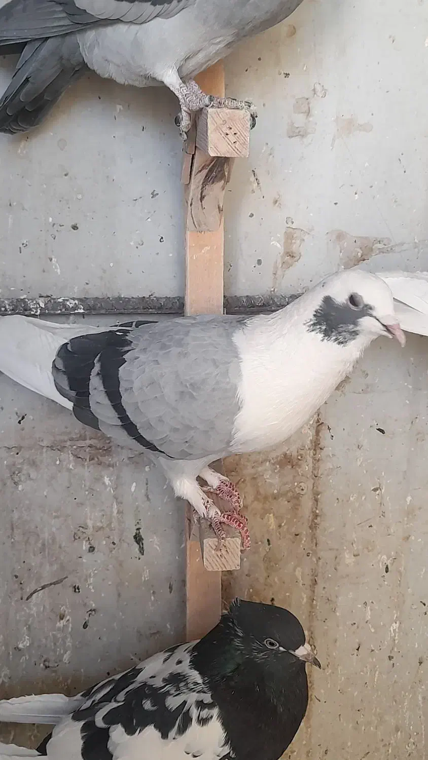 پشت سبز شهری|پرنده|شیراز, تندگویان|دیوار