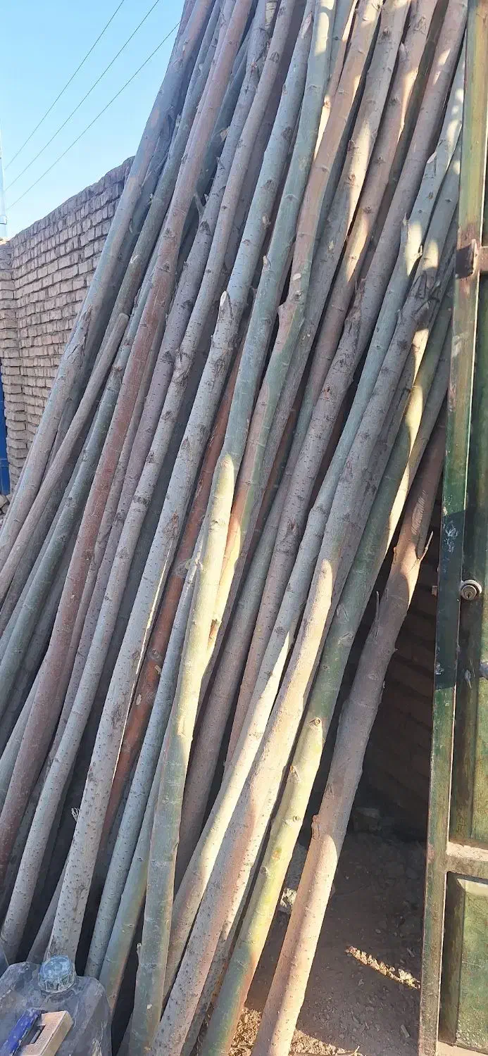 بریدن خرید و فروش چوب|خدمات باغبانی و درختکاری|فلاورجان, |دیوار