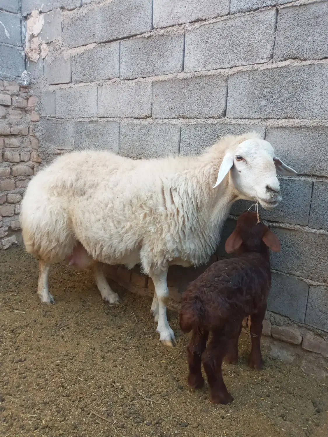میش با بره|حیوانات مزرعه|اسفراین, |دیوار