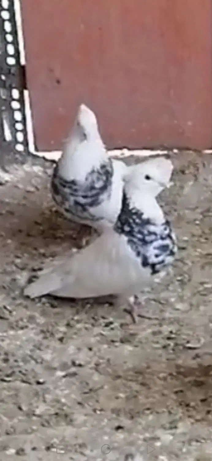 کفتر طوقی اصیل معاوضه با قناری  و عروس هلندی|پرنده|سیرجان, |دیوار