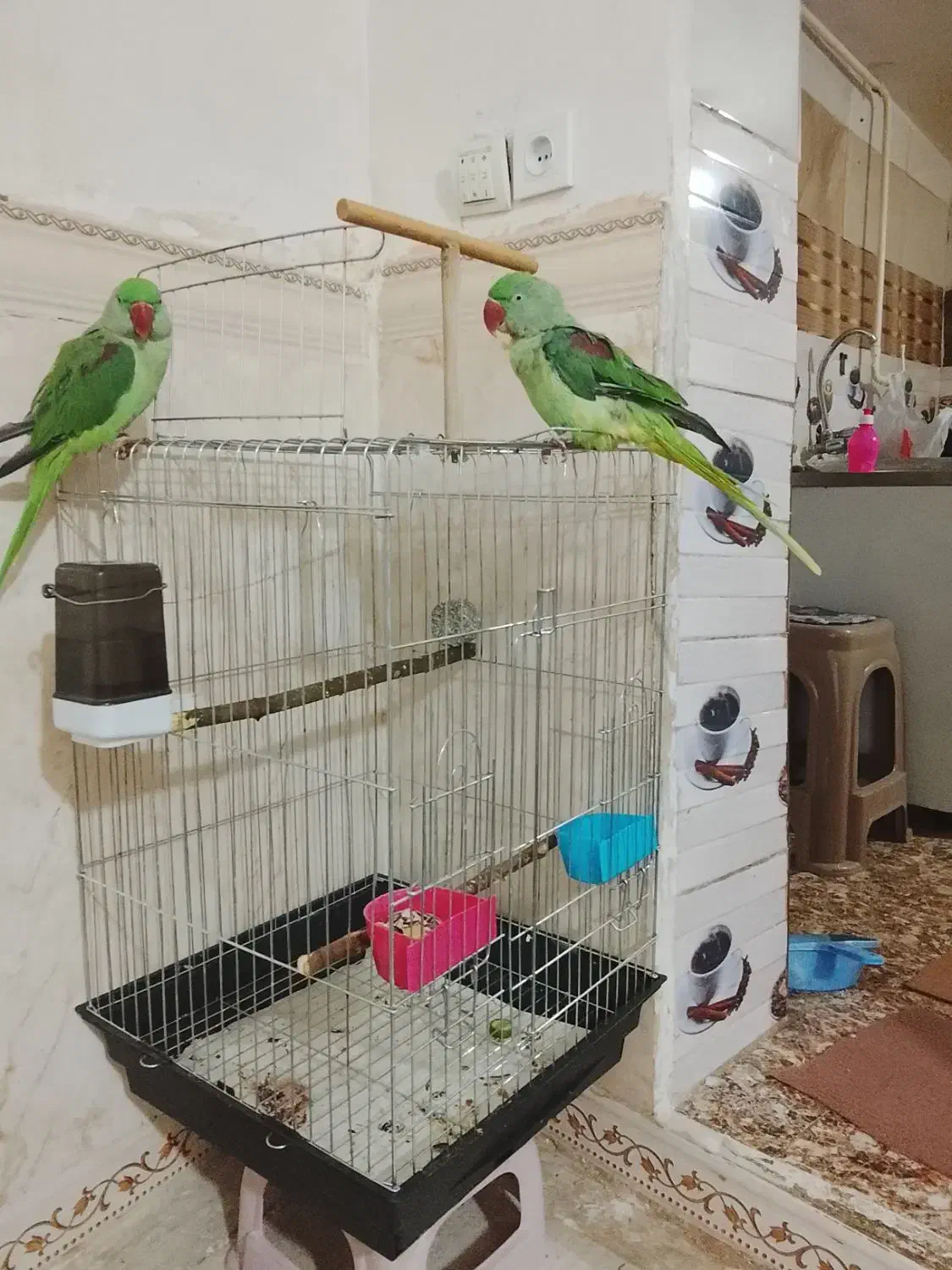 شاه طوطی|پرنده|هشتگرد, هشتگرد قدیم|دیوار