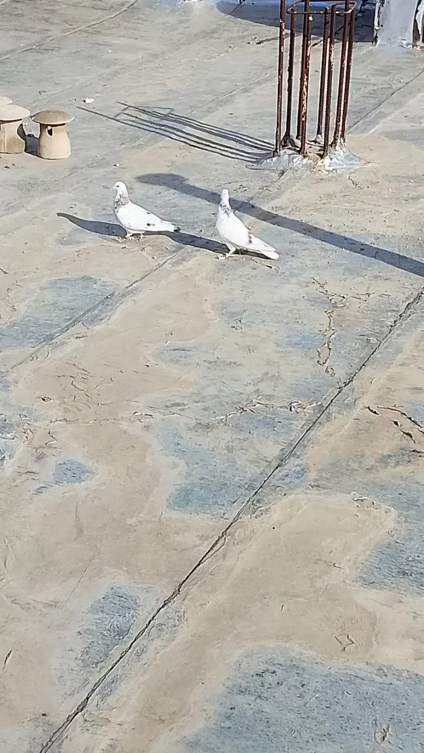 یک جفت|پرنده|بسطام, |دیوار