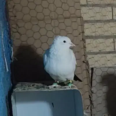 کفتر.|پرنده|راور, |دیوار