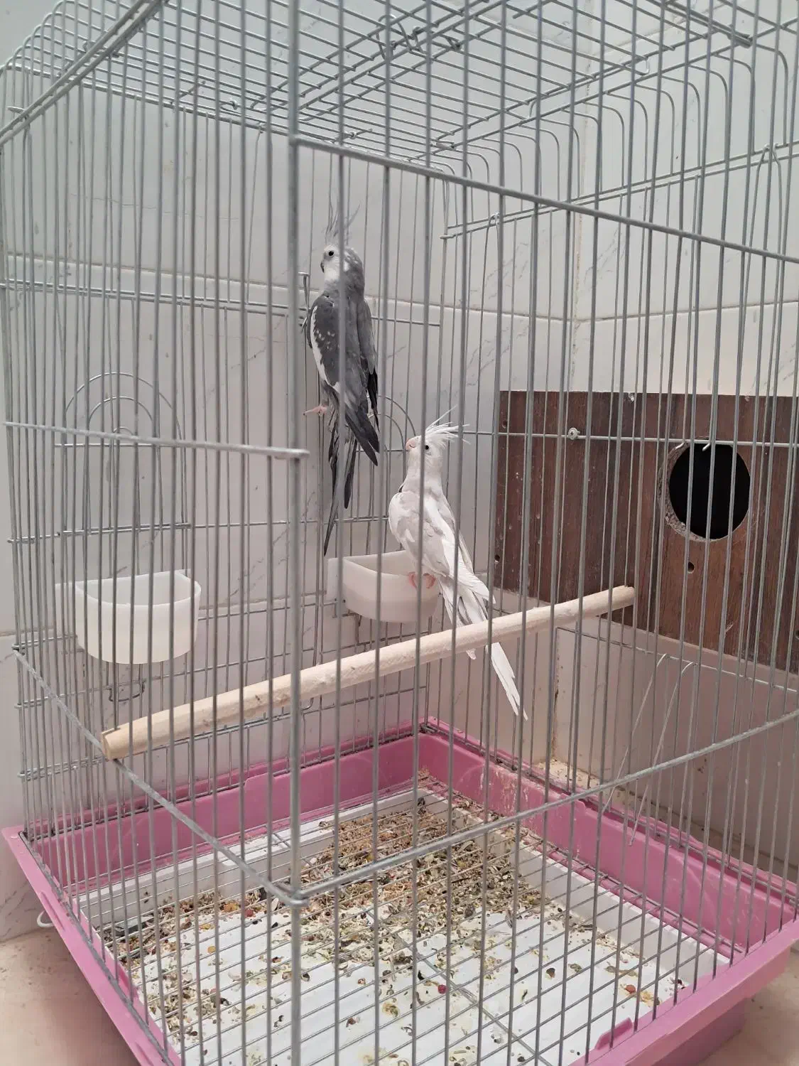 یک جفت عروس البینو با قفس و تمام لوازمش ۲۷۰۰۰۰۰|پرنده|اردکان, |دیوار