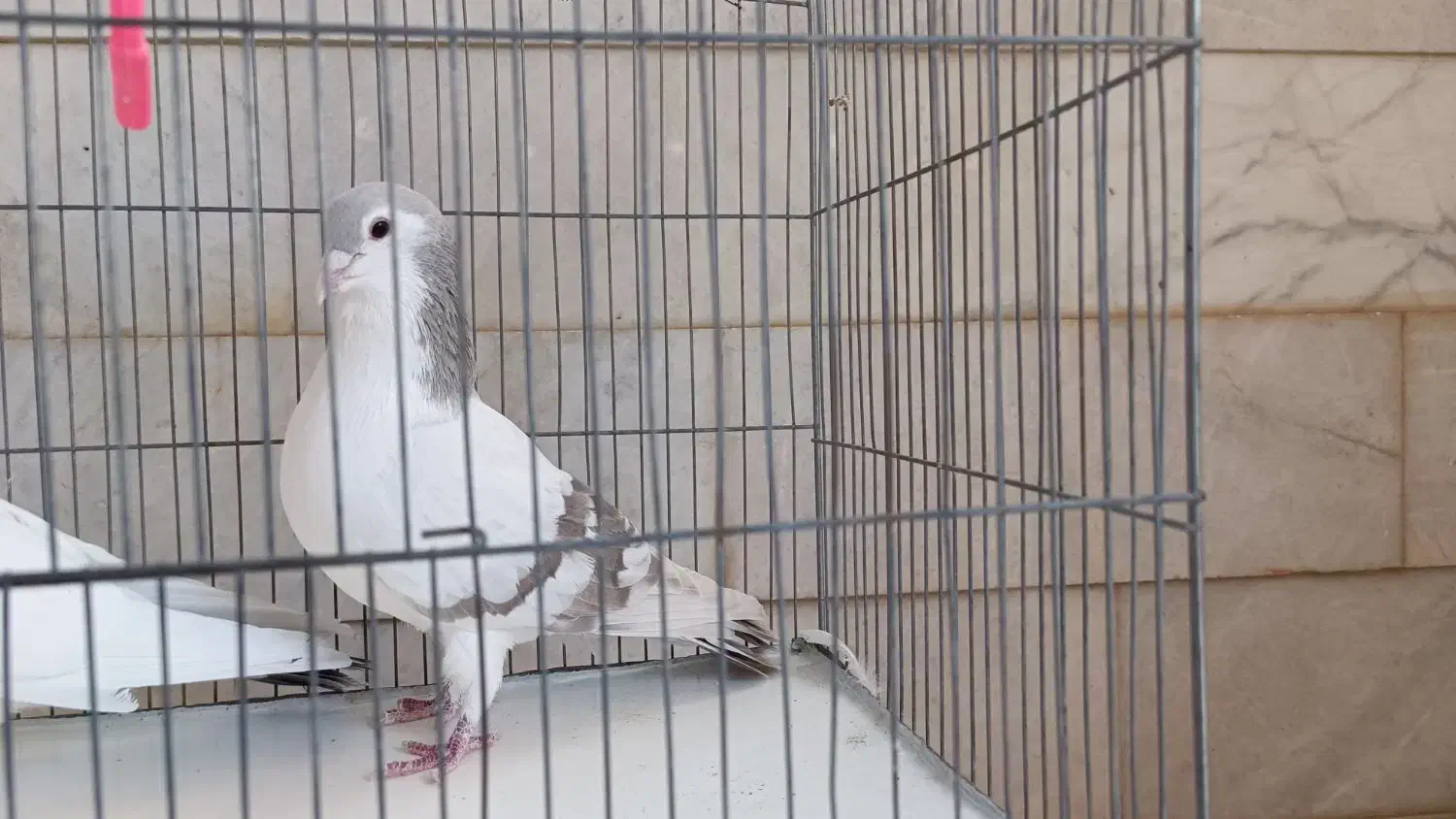 چن جفت پرنده ساده سینه|پرنده|اسفراین, |دیوار