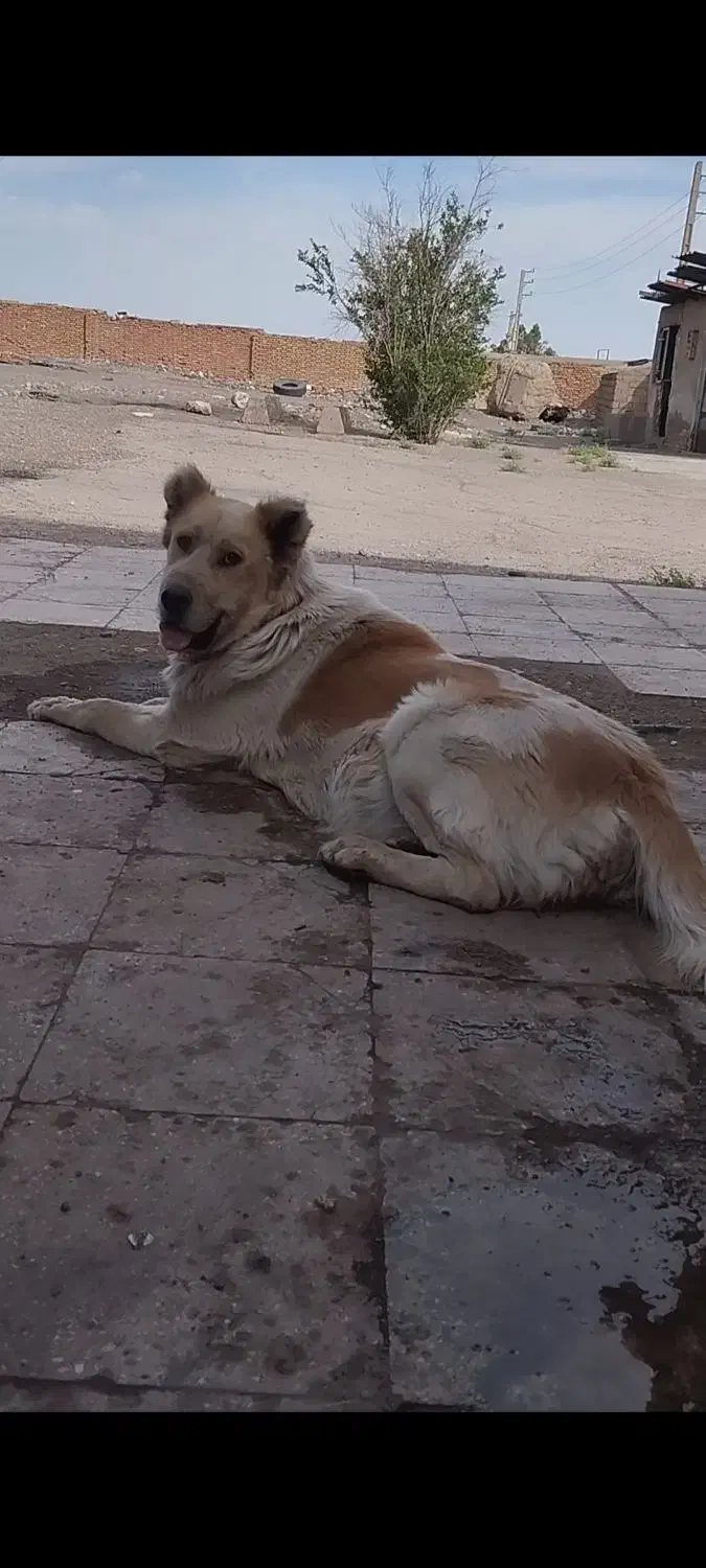 یک ماده خیلی زیبا و نگهبان|سگ|پاکدشت, پاکدشت (مامازند)|دیوار