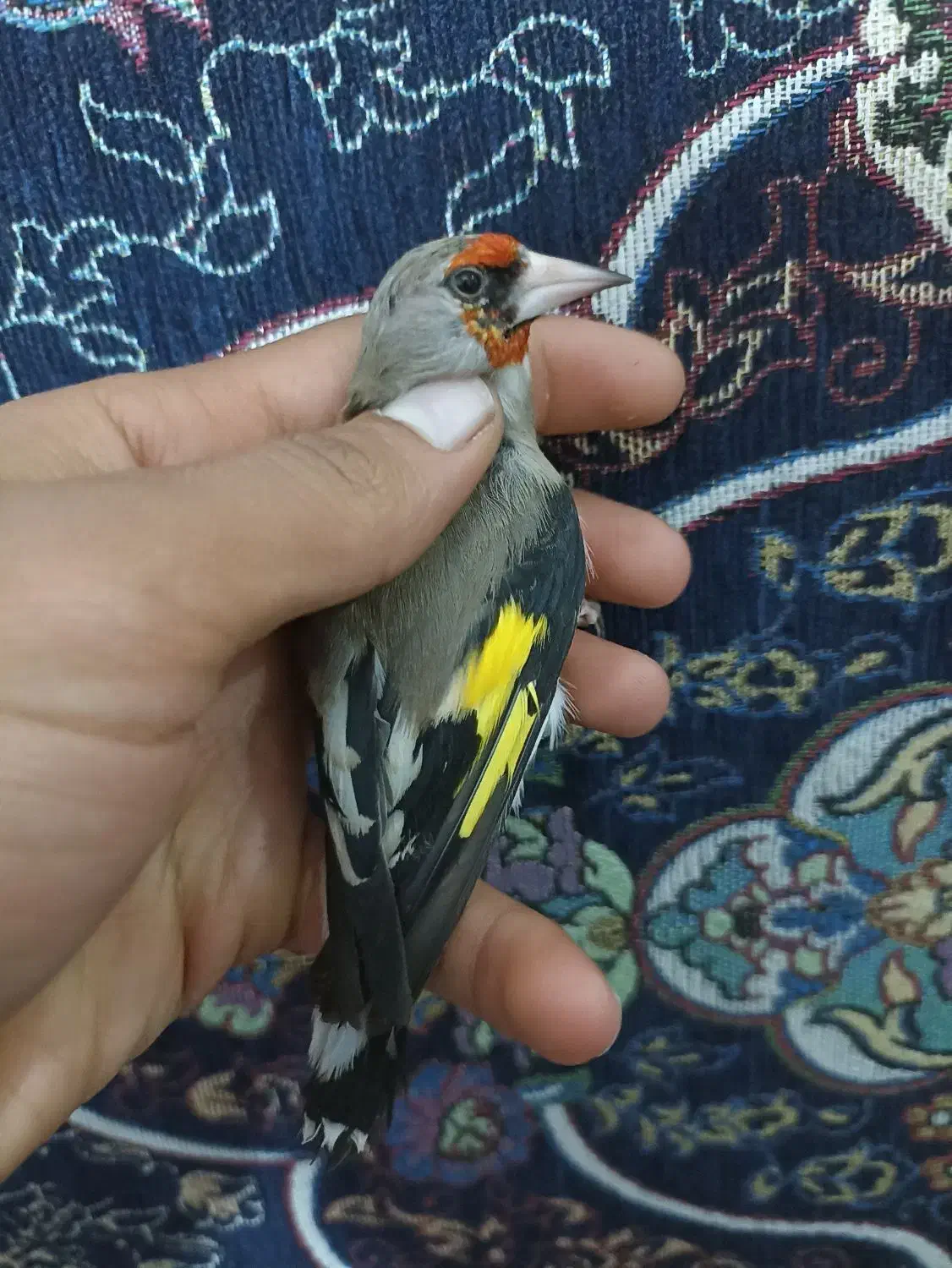 سهره کرمونی نر|پرنده|شیراز, کوشک میدان|دیوار