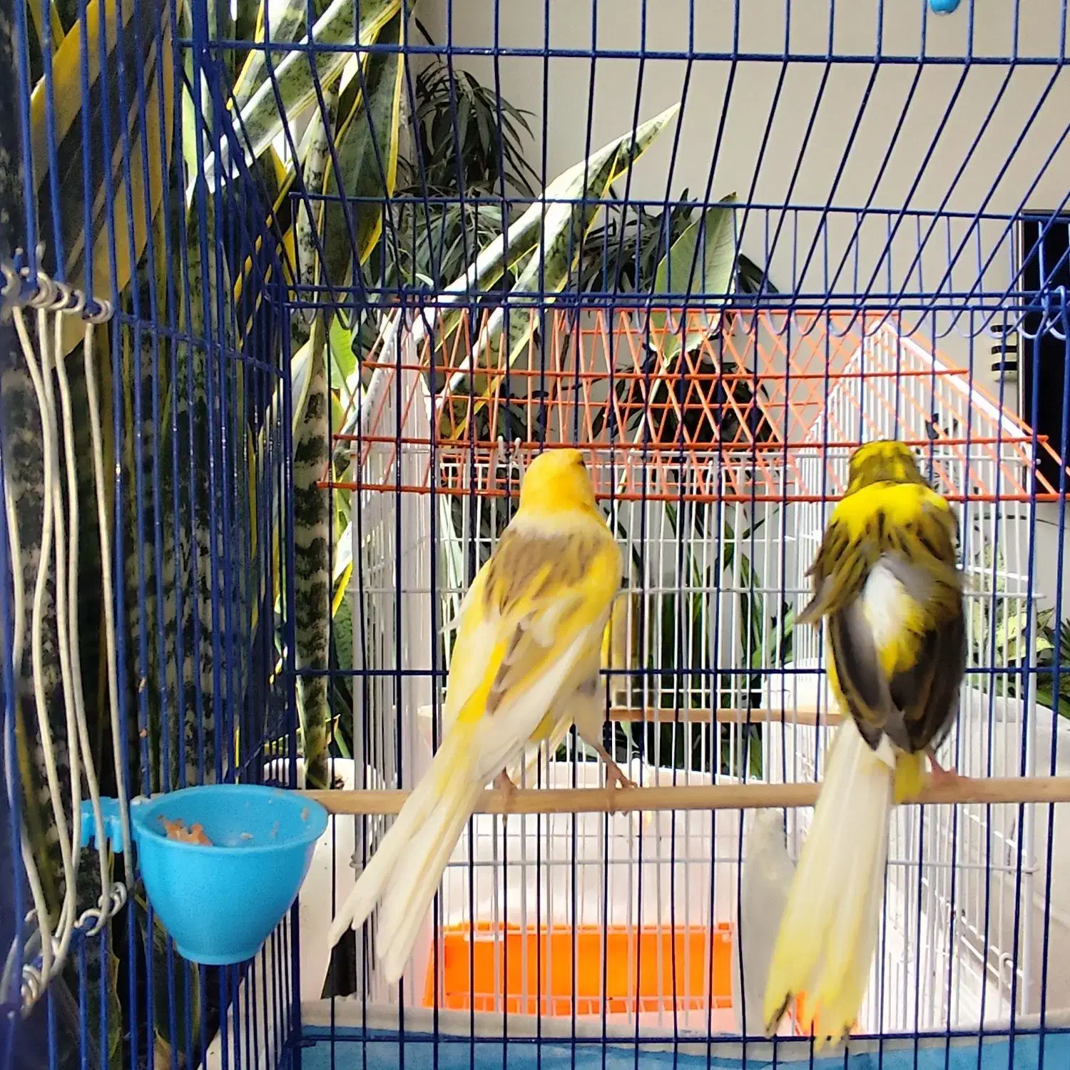 یک جفت قناری رسمی بلند|پرنده|مشکین‌دشت, |دیوار