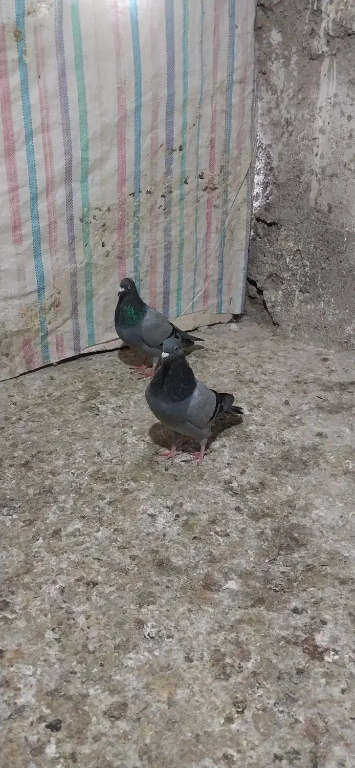 تعدادی کبوتر|پرنده|میانه, |دیوار