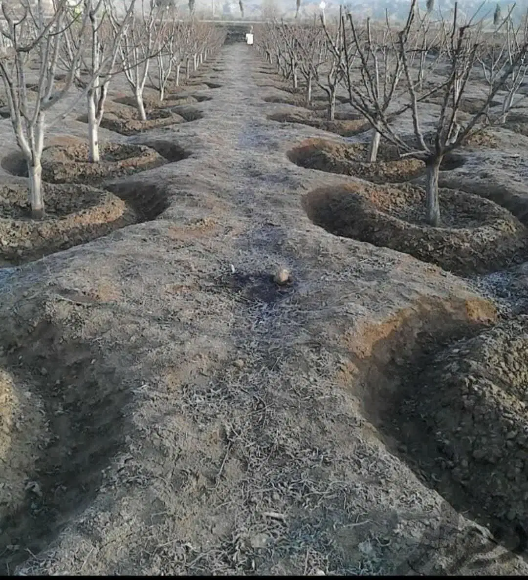 خدمات باغبانی اصفهان|خدمات باغبانی و درختکاری|اصفهان, اصفهانک|دیوار