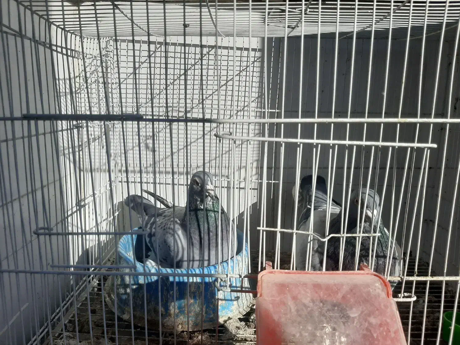 کبوتر پلاکی،مسافتی|پرنده|پاکدشت, پاکدشت (مامازند)|دیوار