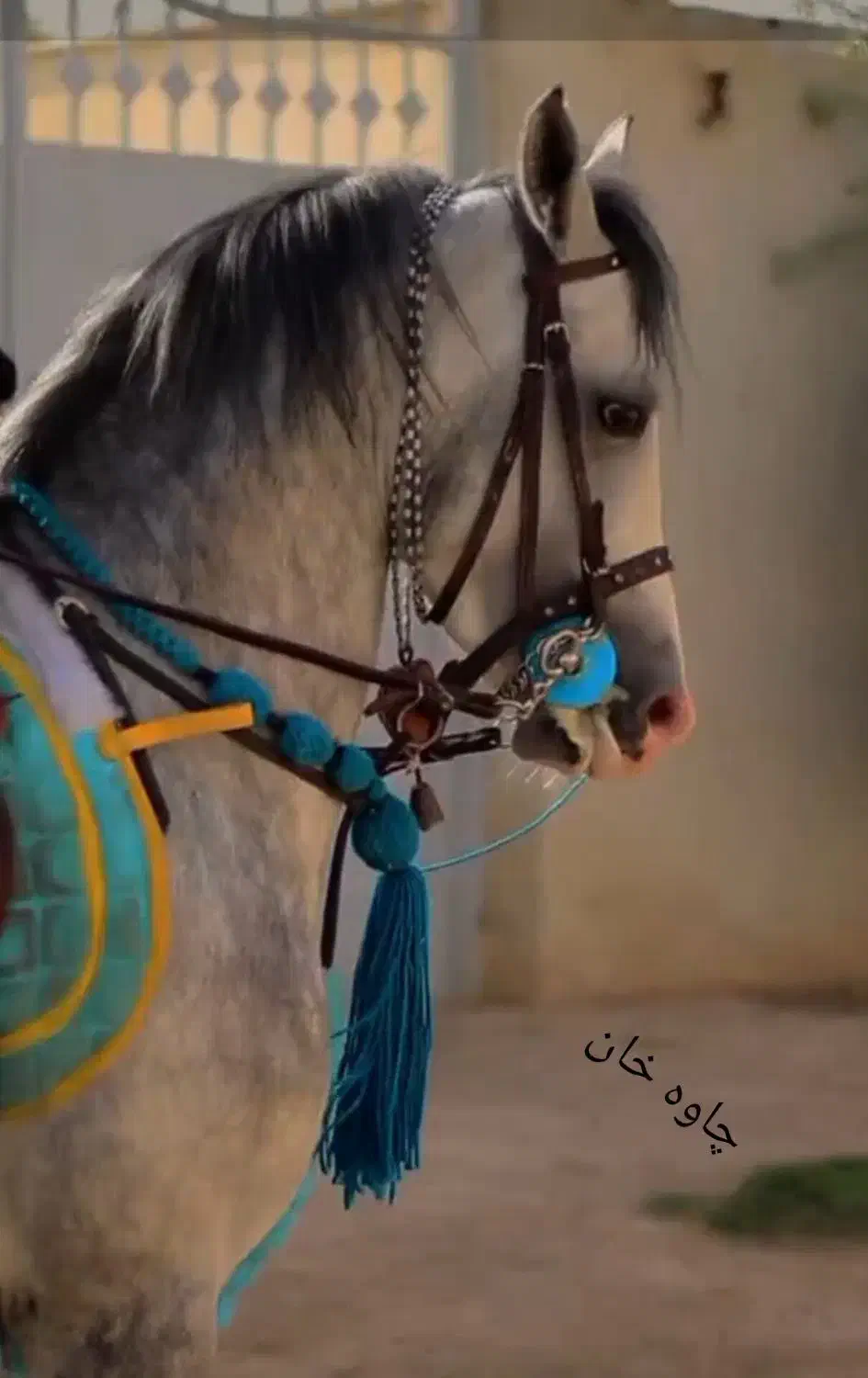 اسب مادیان|اسب و تجهیزات اسبسواری|معصومیه, |دیوار