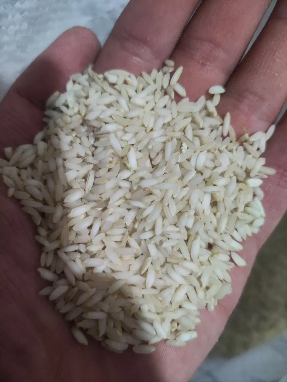 برنج عنبربو عنبر بو اهوازی|خوردنی و آشامیدنی|شیراز, فاضل|دیوار