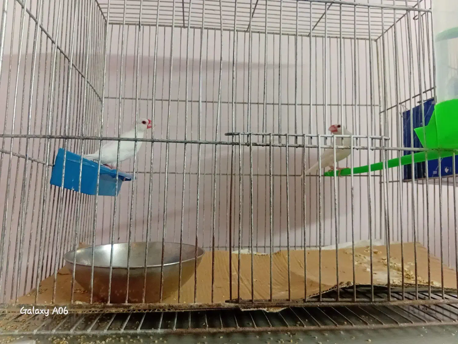 فنچ نرگسی..|پرنده|گلبهار, شهر جدید گلبهار|دیوار