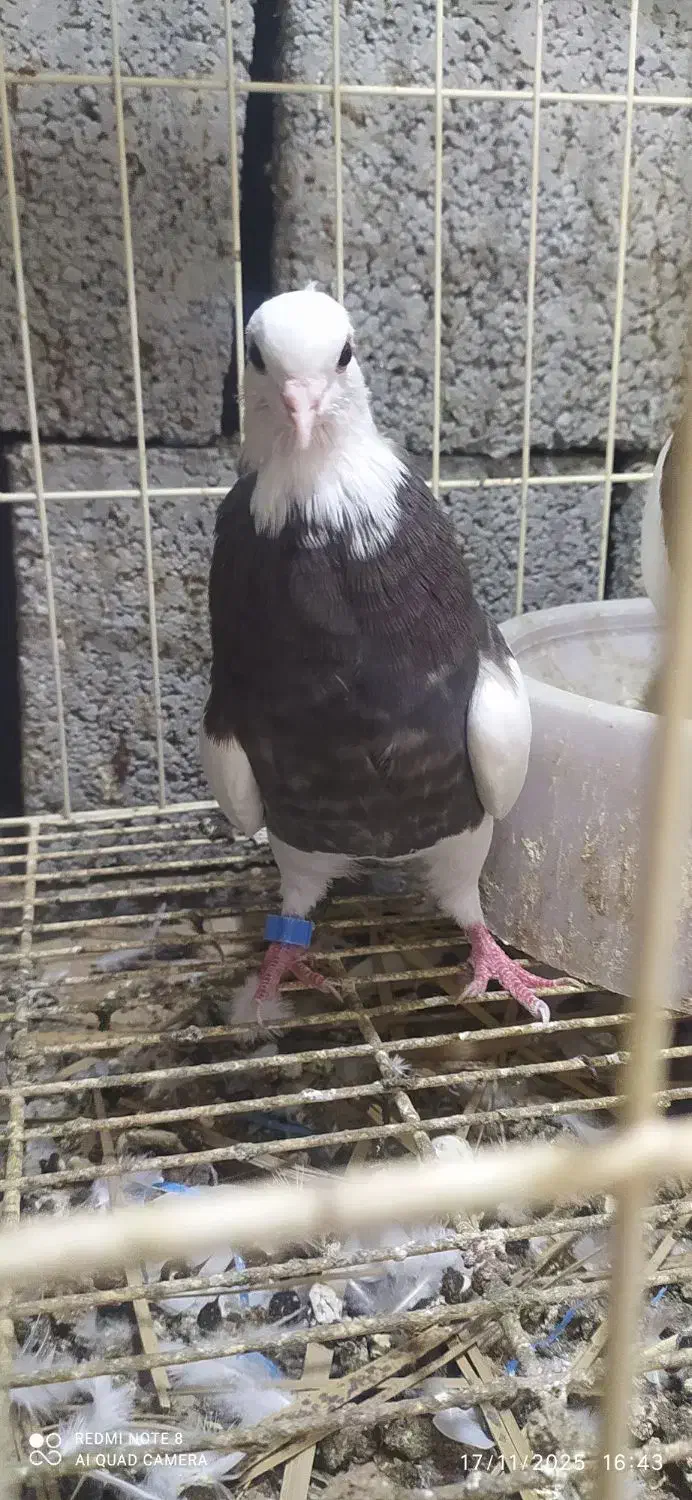 کبوتر طوقی|پرنده|آبپخش, |دیوار