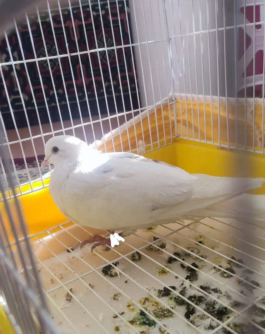 کبوتر پیدا شده|حیوانات|هشتگرد, فاز ۲ مهستان|دیوار