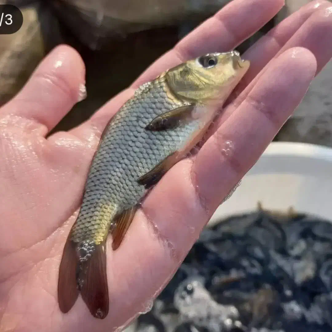 بچه ماهی کپور آمور فیتوفاگ|ماهی|سبزوار, کلاته سیفر|دیوار