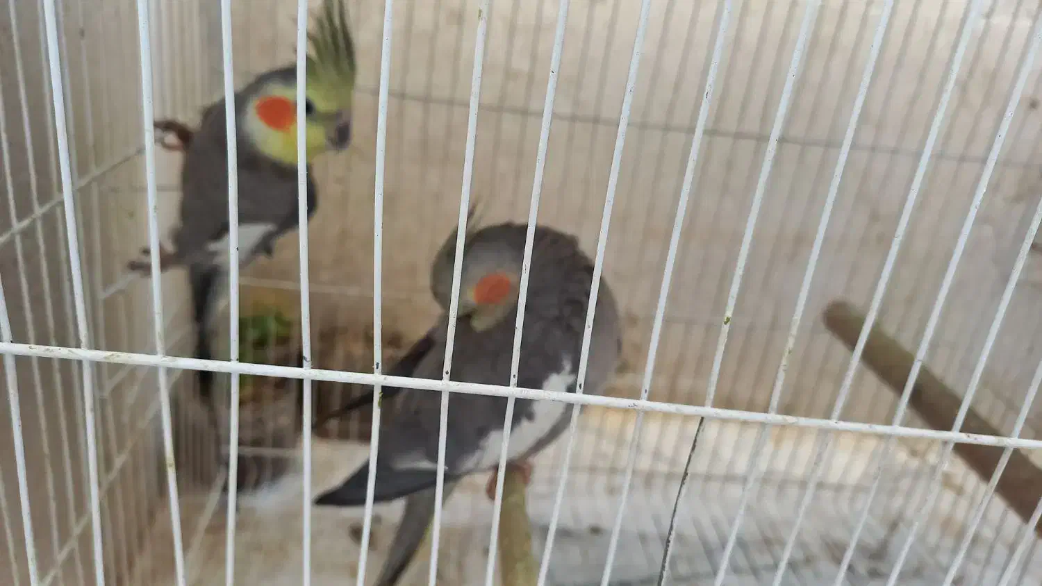 جفت عروس هلندی مولد دستی همراه تخم به فروش میرسد|پرنده|گلبهار, شهر جدید گلبهار|دیوار