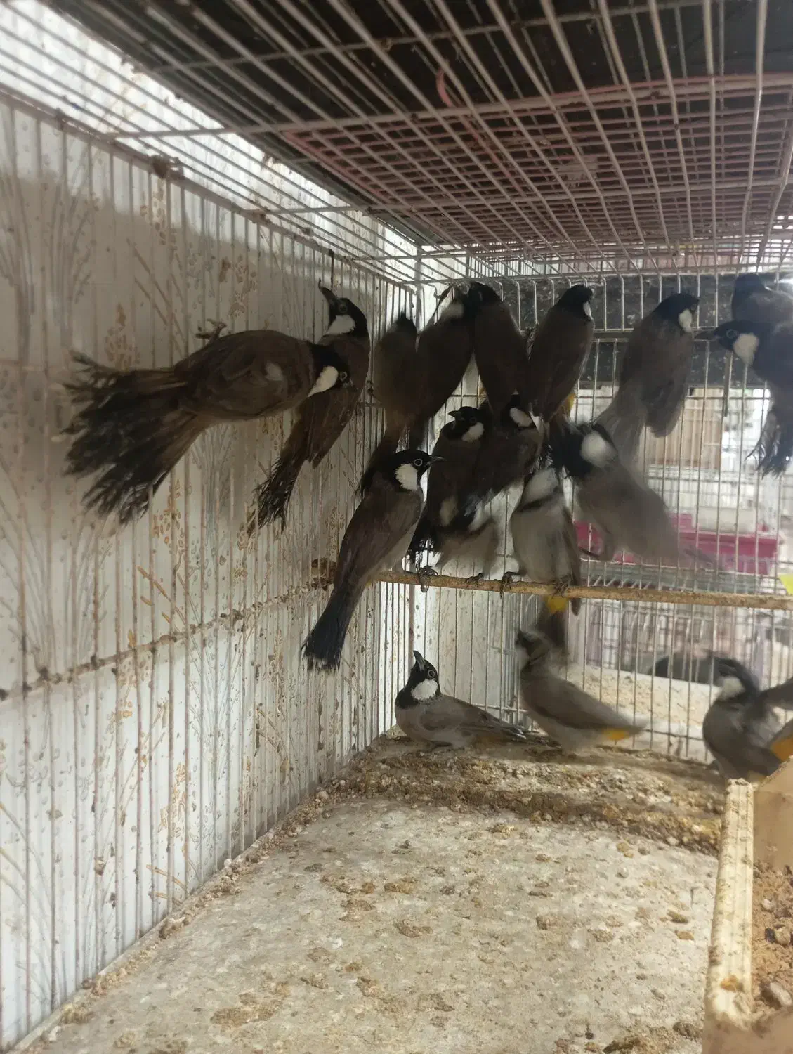 بلدرچین از جوجه تا مولد موجود|پرنده|رشت, علی آباد|دیوار