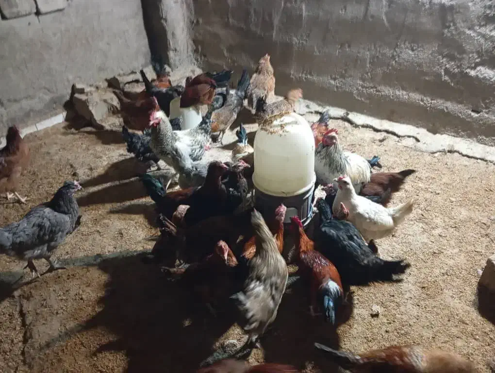 مرغ بومی محلی|حیوانات مزرعه|فولادشهر, مسکن مهر فولادشهر|دیوار