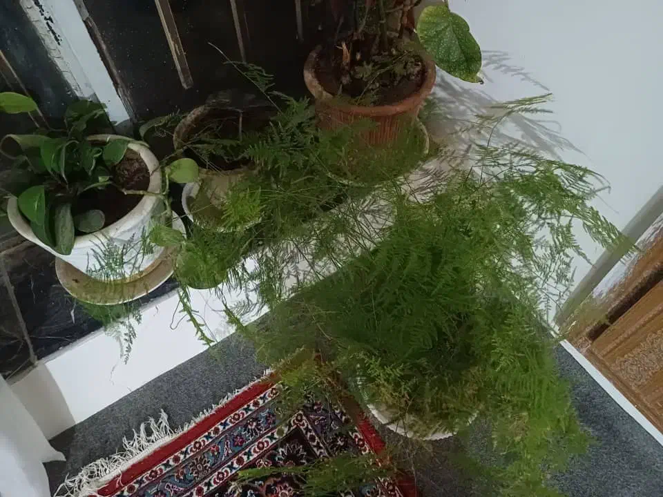 گل بنجامین|گل و گیاه طبیعی|نهاوند, |دیوار