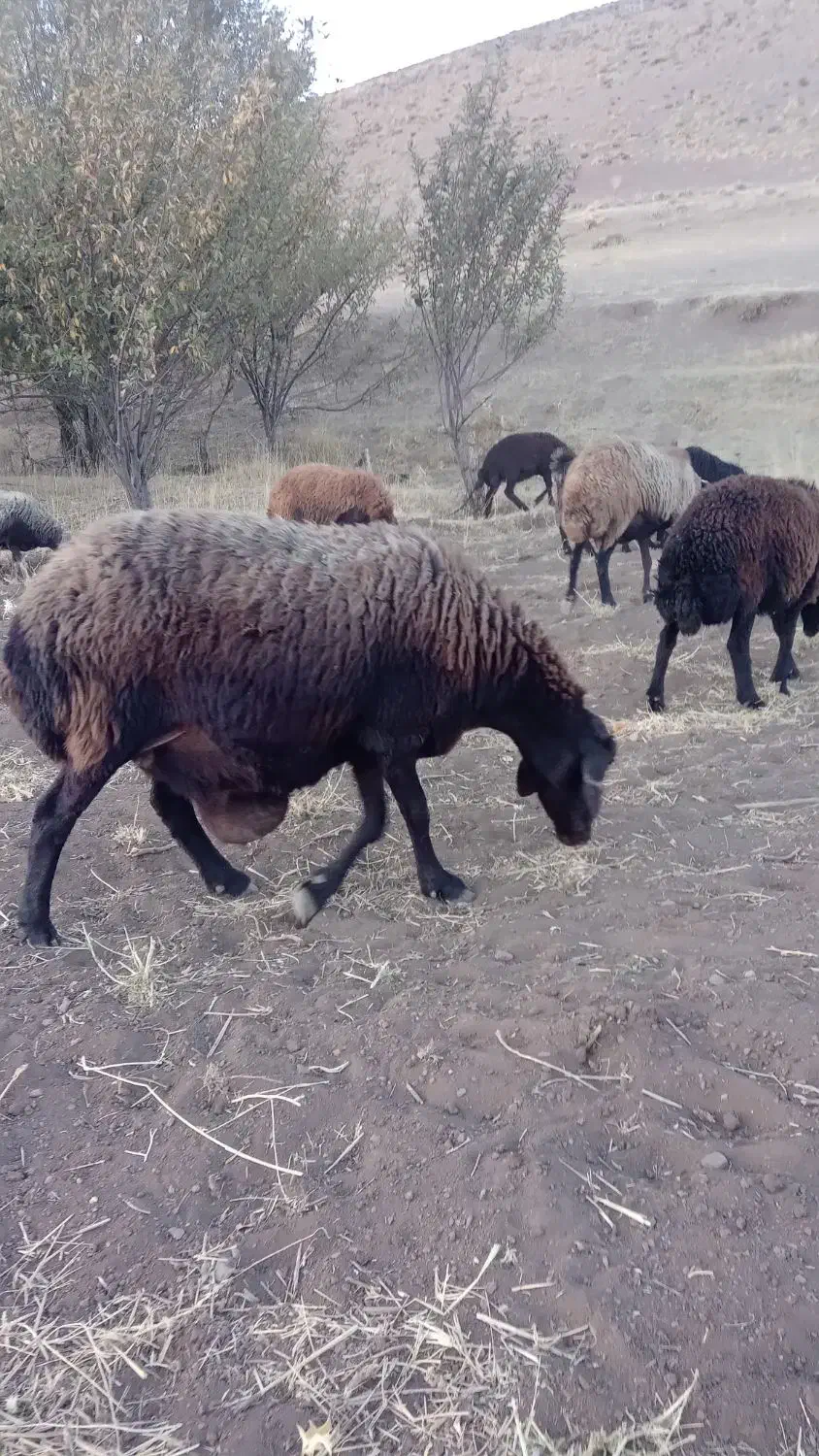 حیوان‌خانگی|حیوانات مزرعه|چنارود, |دیوار