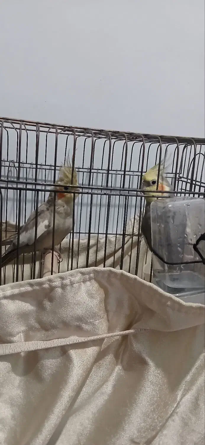 عروس هلندی نروماده|پرنده|اسلامشهر, شهرک سعیدیه|دیوار