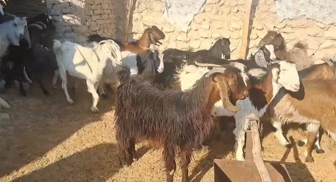 ۴۲راس بز ‌کهره دار و ابستن|حیوانات مزرعه|لامرد, |دیوار