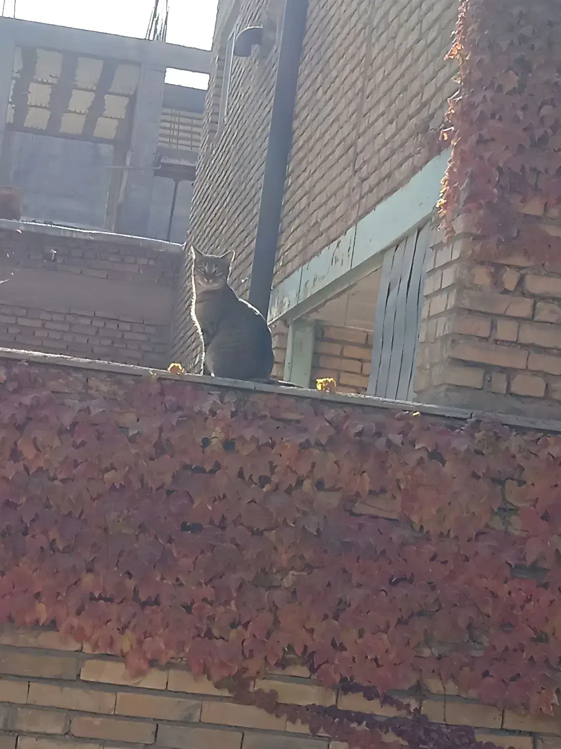 گمشده|حیوانات|شهرکرد, |دیوار