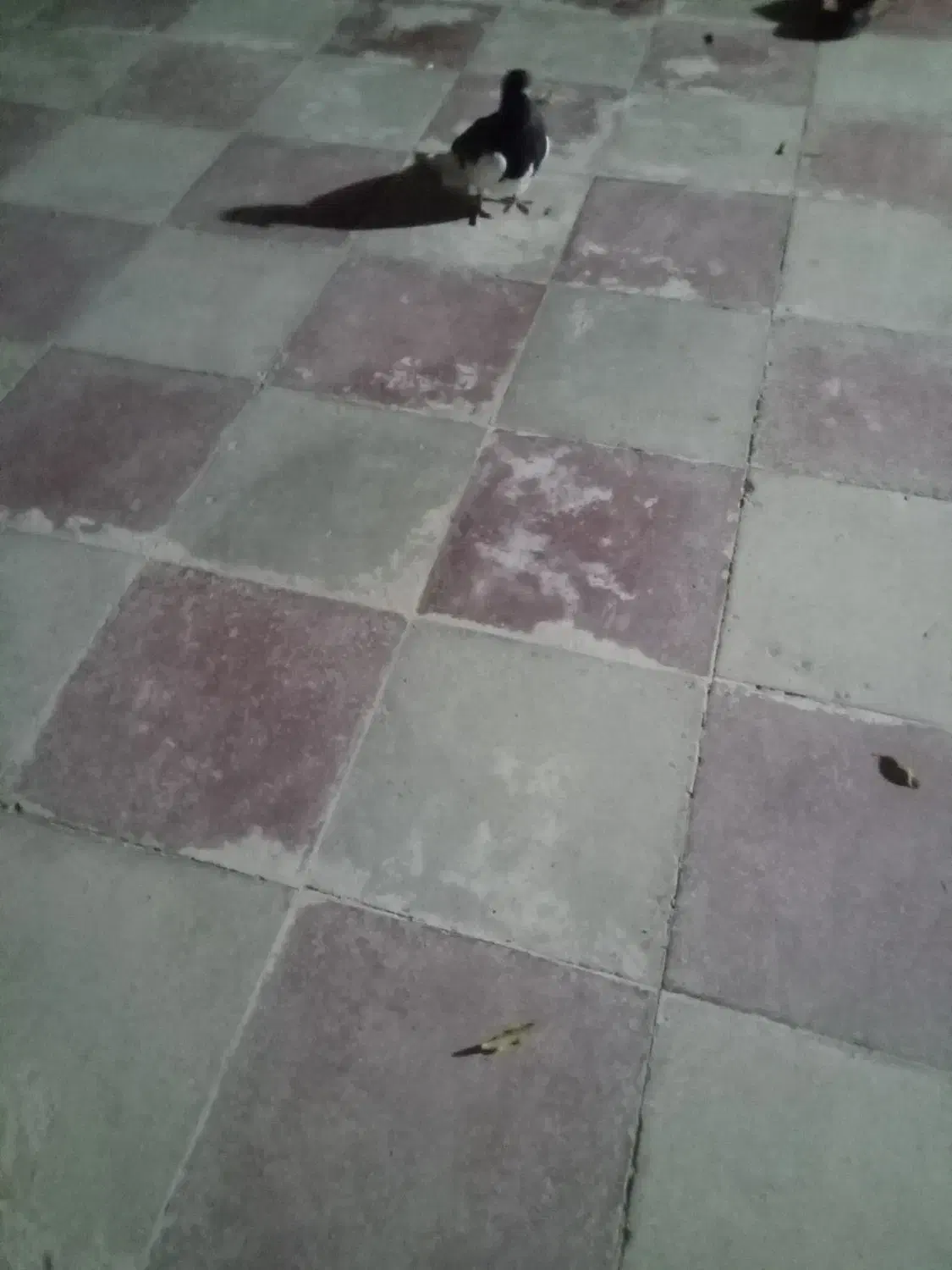 یال سیای نر|پرنده|کوه چنار, |دیوار