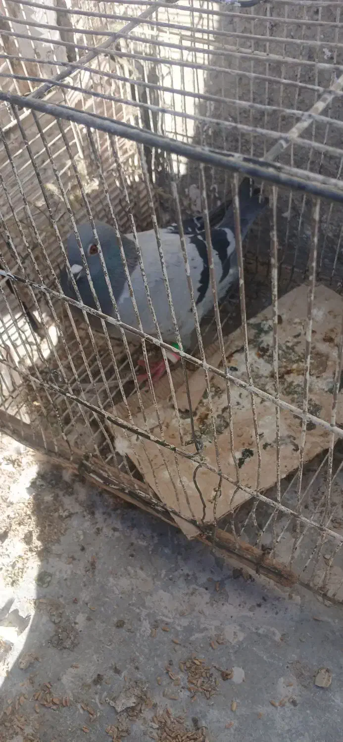 کفتر|پرنده|چناران, |دیوار