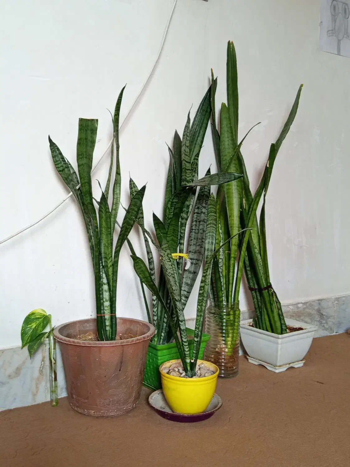 گل سانسوریا|گل و گیاه طبیعی|فولادشهر, مسکن مهر فولادشهر|دیوار