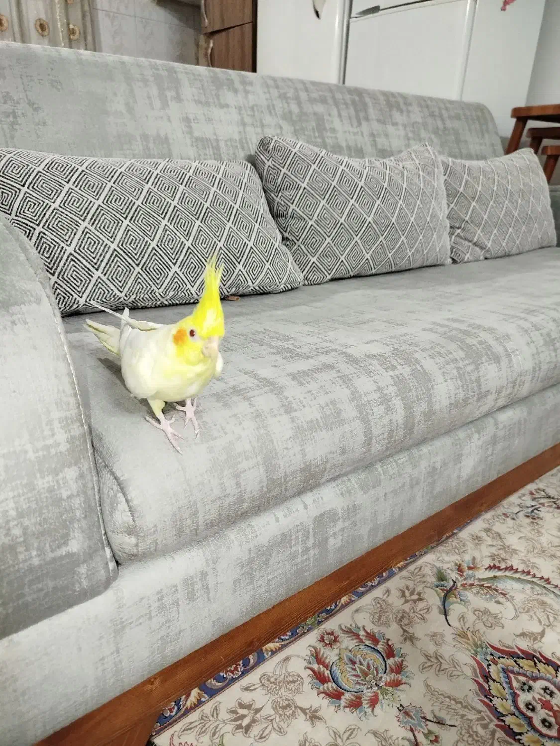 عروس هلندی|پرنده|شهریار, شهریار|دیوار