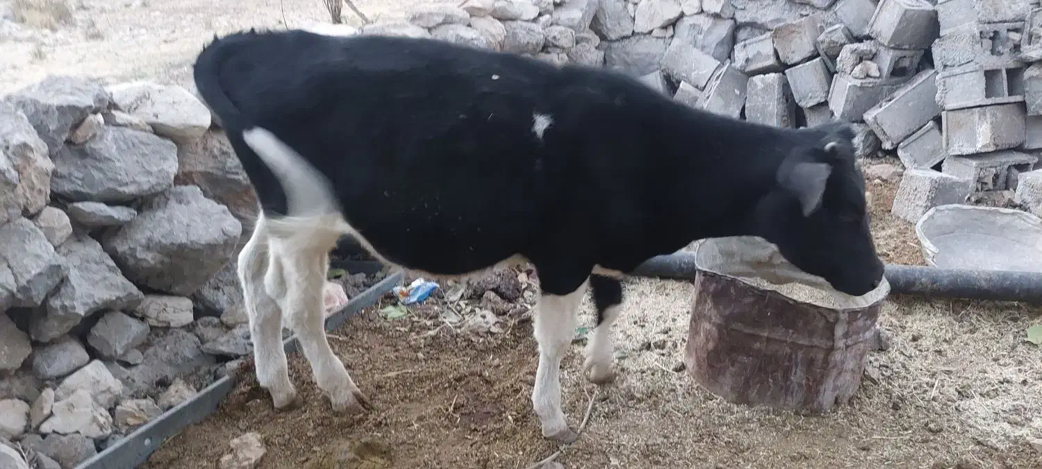 گوساله نر ۹ماهه|حیوانات مزرعه|بازفت, |دیوار