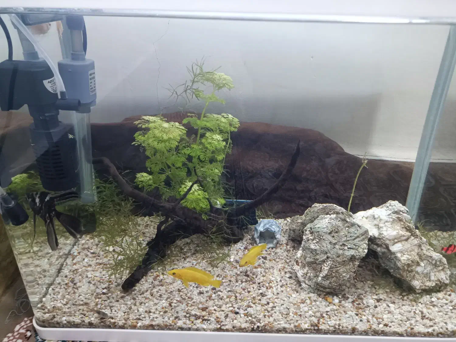 اکواریوم باهمەی تجهیزات|ماهی|پیرانشهر, |دیوار