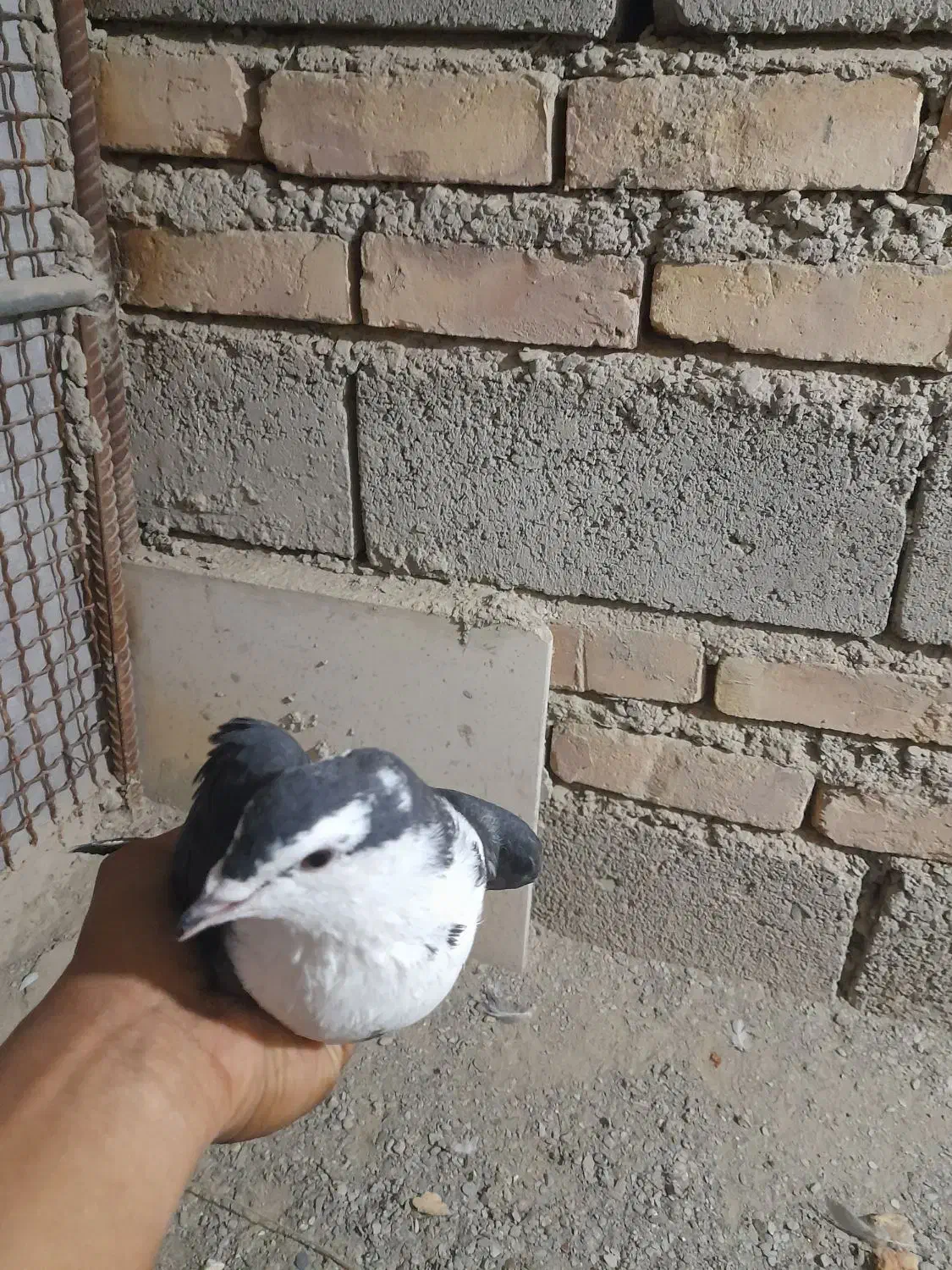 کبوتر ریش سیاه|پرنده|سراوان, |دیوار