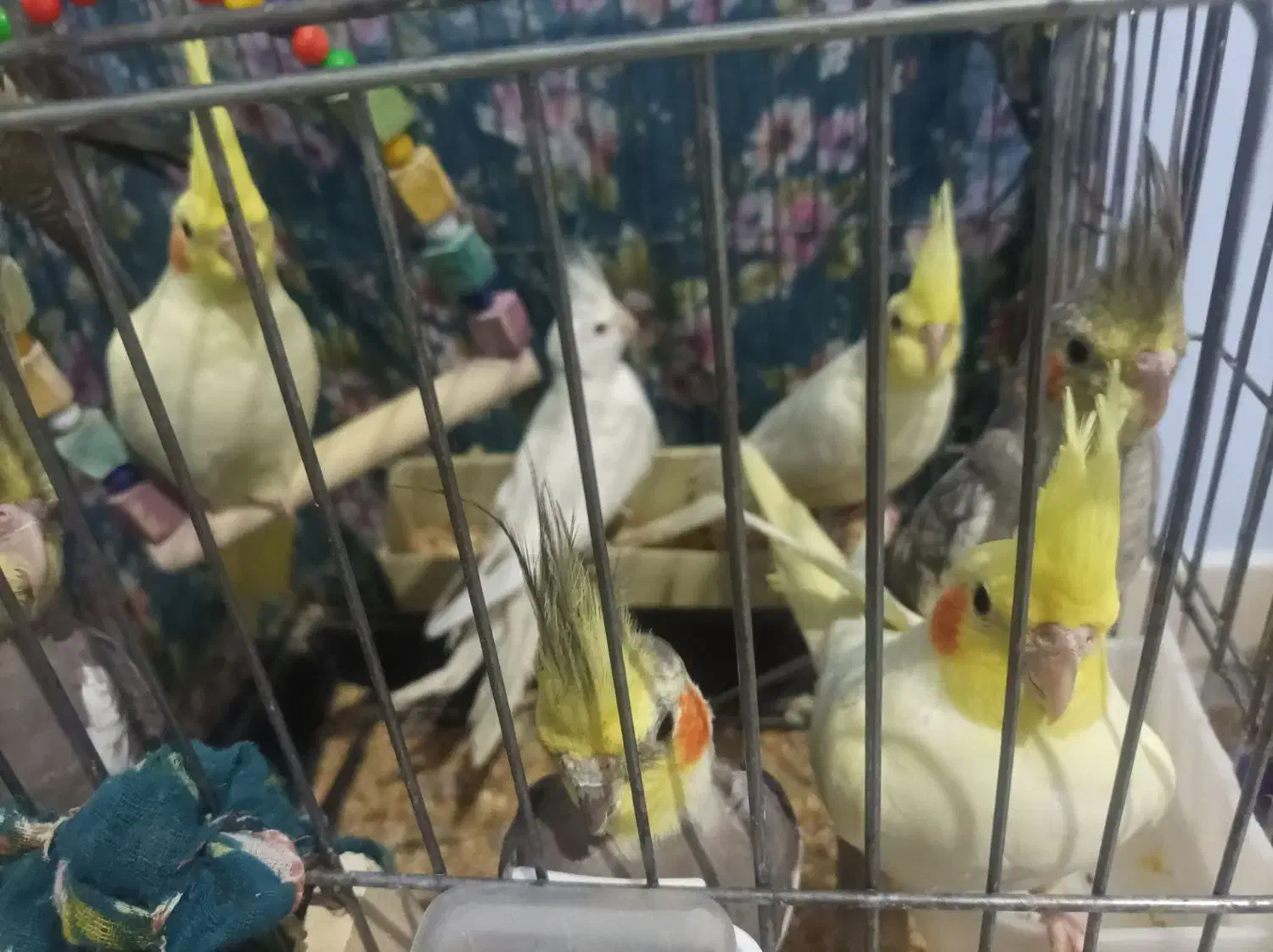 عروس هلندی|پرنده|خرمدره, |دیوار