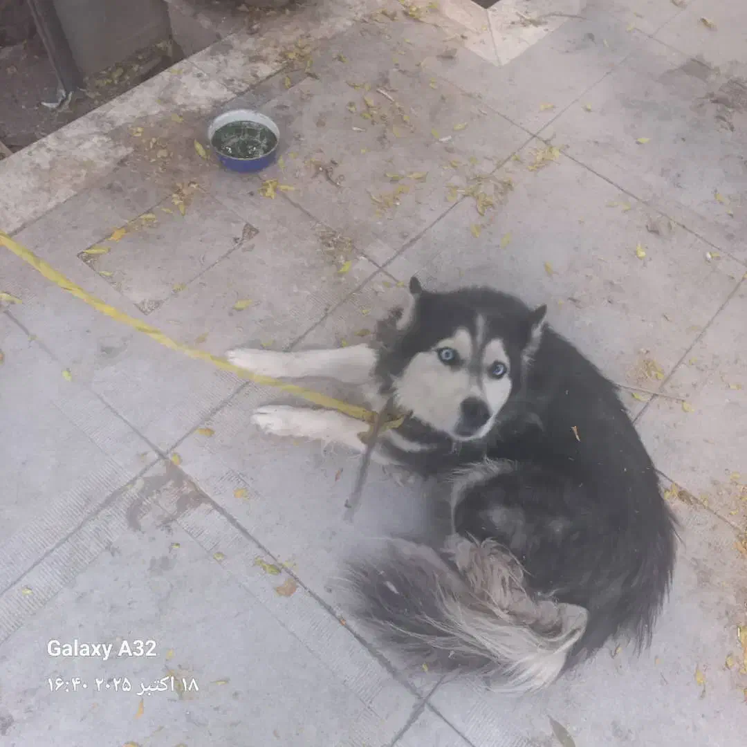 واگذاری  هاسکی|سگ|کرمان, |دیوار