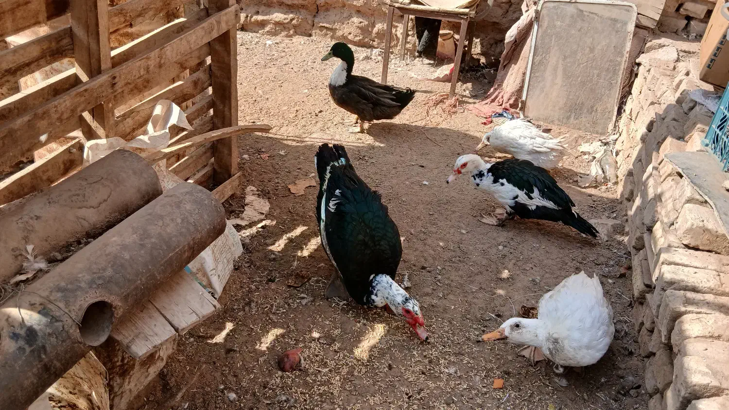 اردک مسکویی بااردک معمولی|حیوانات مزرعه|اردکان, |دیوار