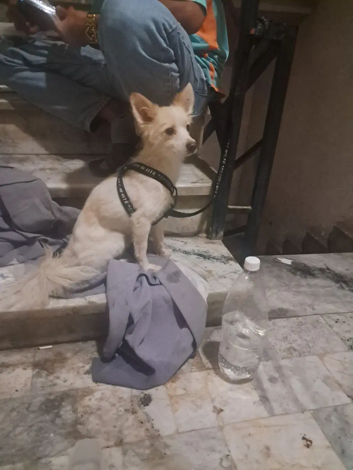 توله سگ ۹ ماهه حرف گوش کن|سگ|ری, سرتخت|دیوار