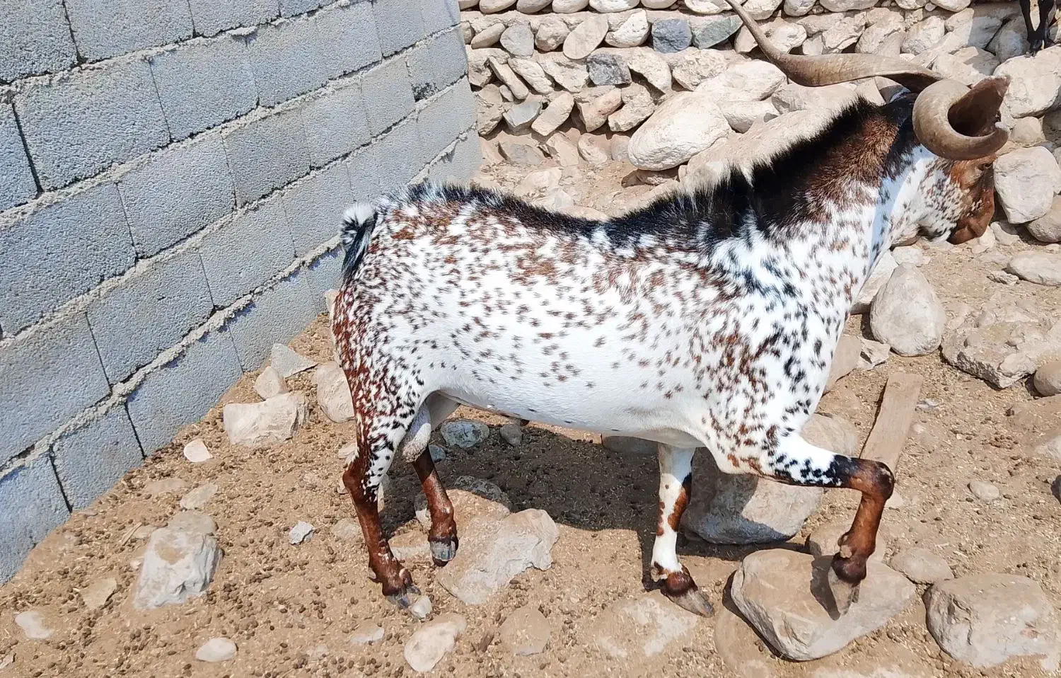نری نقشی|حیوانات مزرعه|بندرعباس, |دیوار