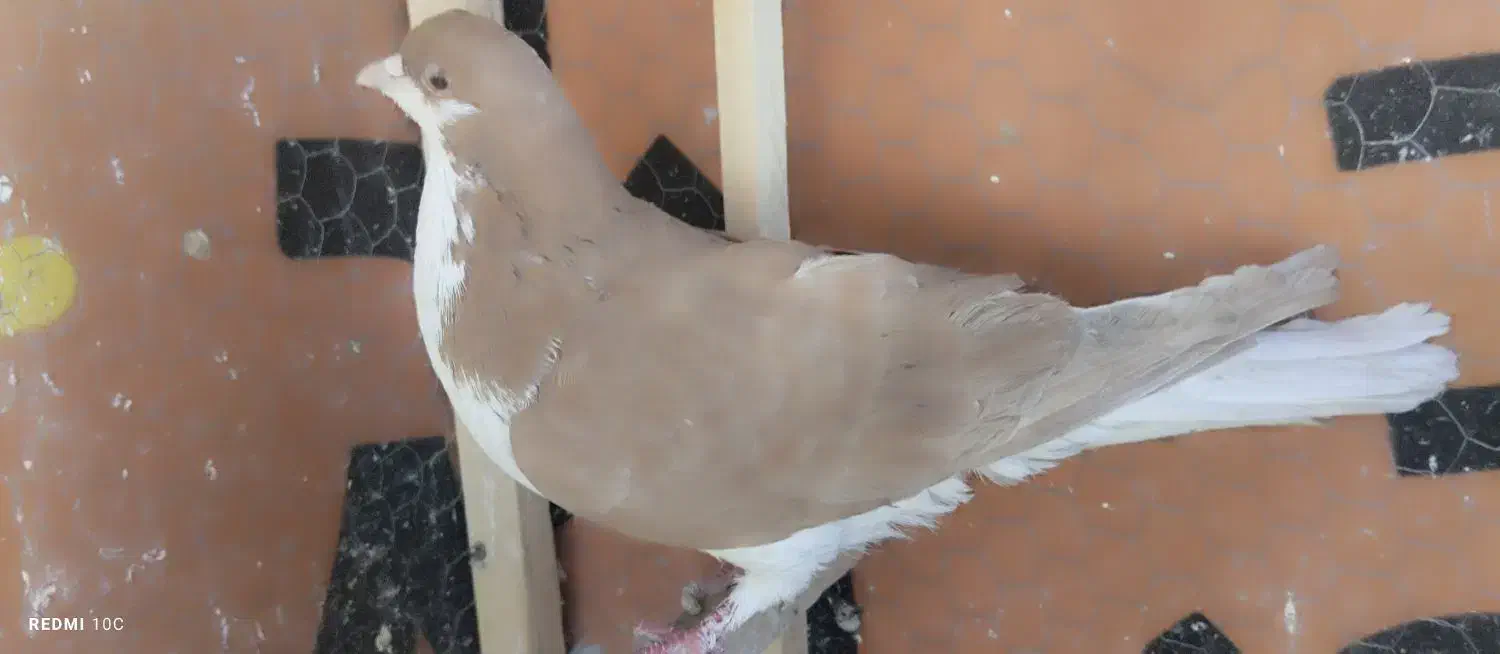 چپ زرد|پرنده|نیشابور, مدرس|دیوار