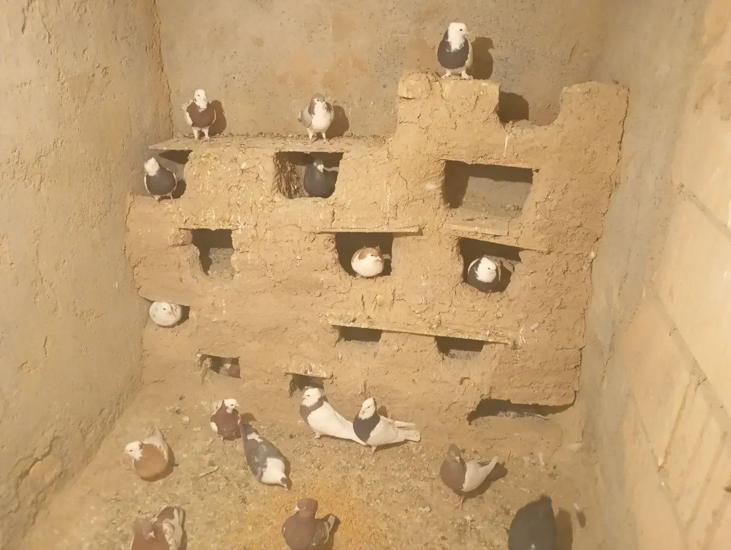 حرف ندارن 20عدد فقط به خاطر دون میفروشم230هزار تن|پرنده|جغتای, |دیوار